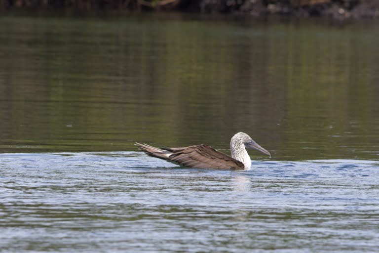 Blue-footed Booby on the water
