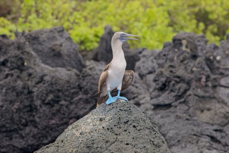Blue-footed Booby