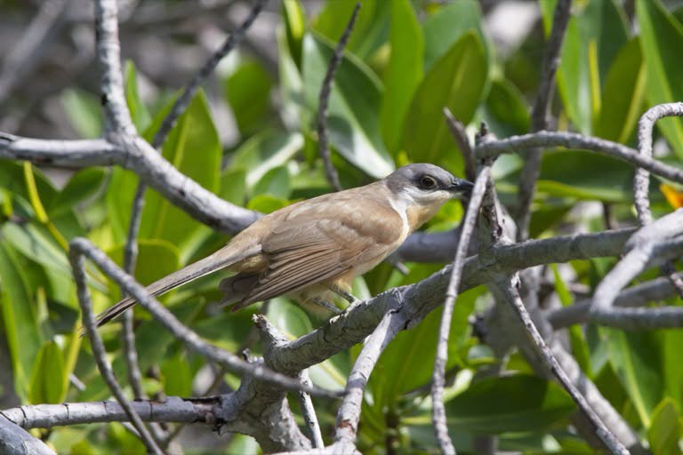 Dark-billed Cuckoo
