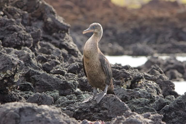 Flightless Cormorant