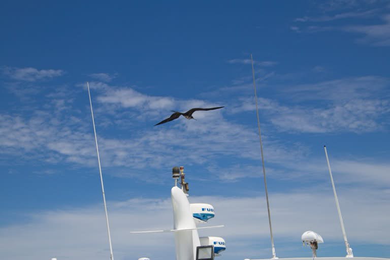 Frigatebird over ship