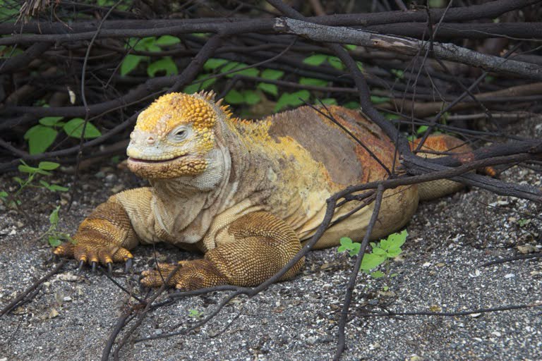 Land Iguana