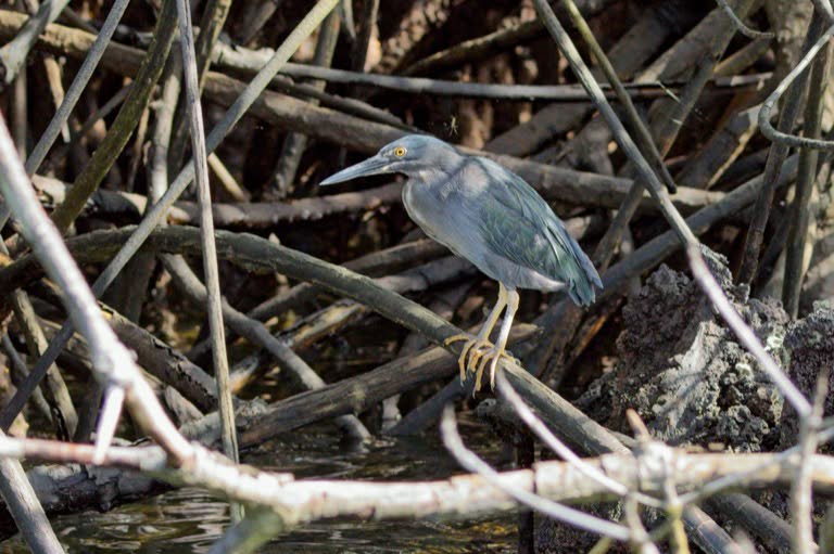 Galapagos Lava Heron