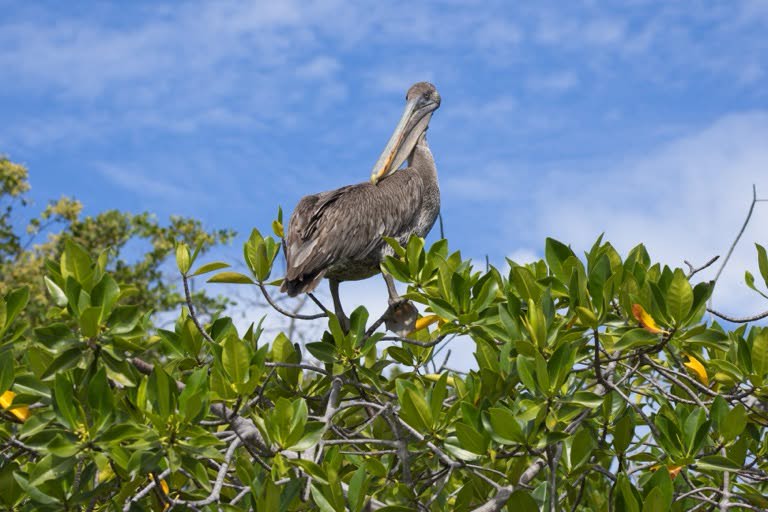 Brown Pelican
