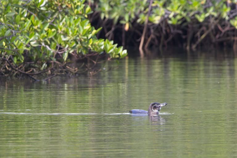 Galapagos Penguin