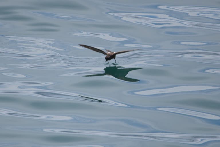 Elliot&rsquo;s Storm Petrel