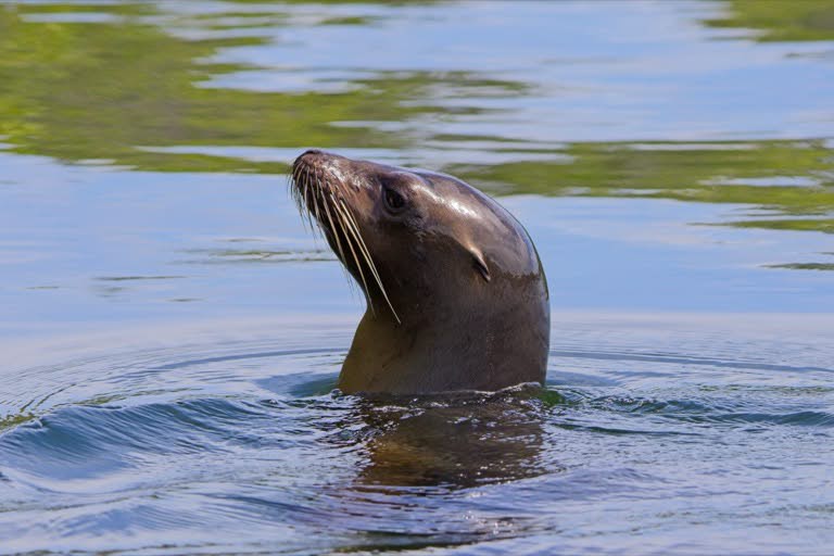 Sea Lion