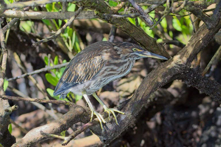Striated Heron
