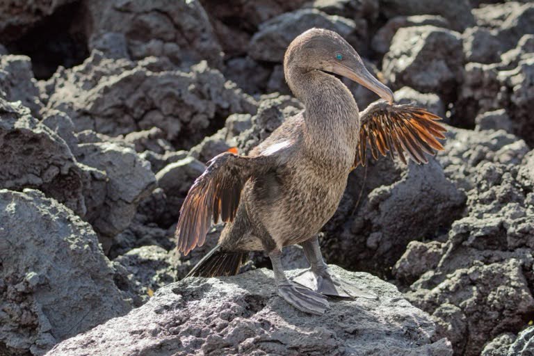Flightless Cormorant drying wings