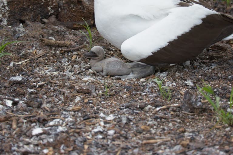 Nazca Booby chick