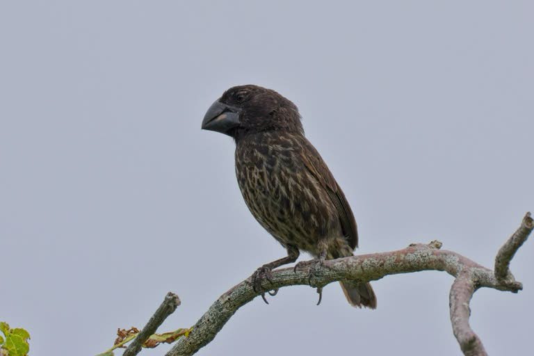 Medium Ground Finch