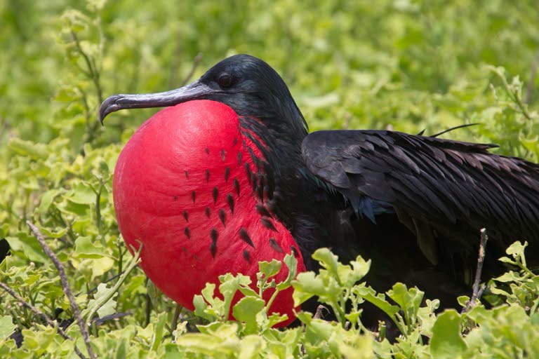 Frigatebird with inflated thoat sack