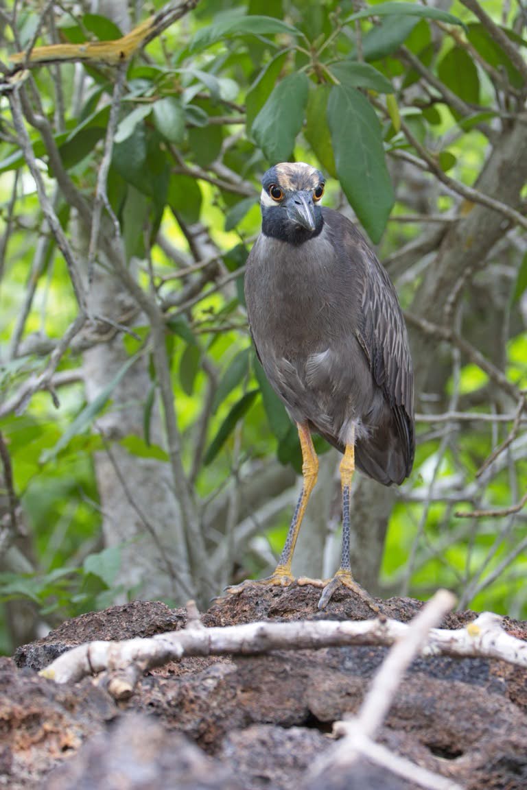 Yellow-crowned Heron