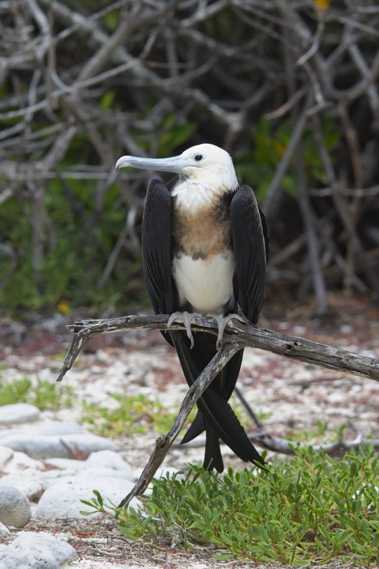 Juvenile Great Frigatebird