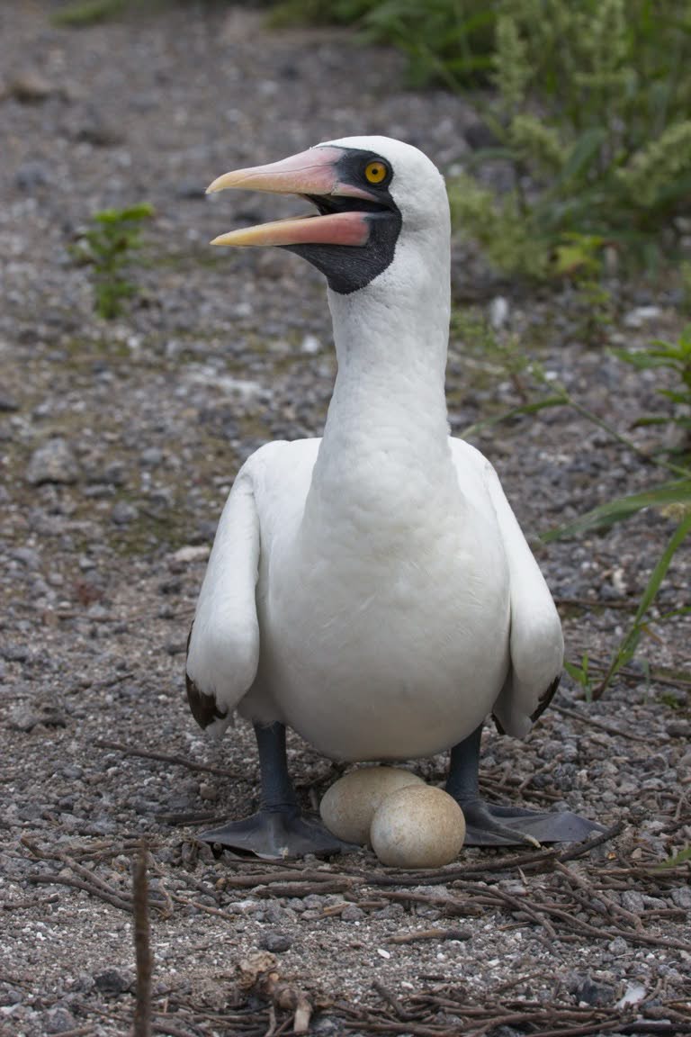 Nazca Booby with eggs