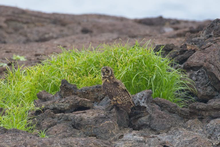 Short-eared Owl