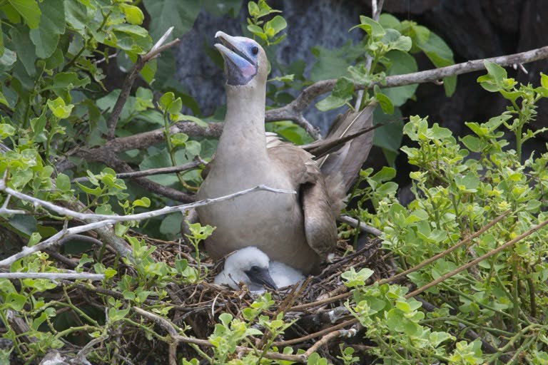 Red-footed Booby