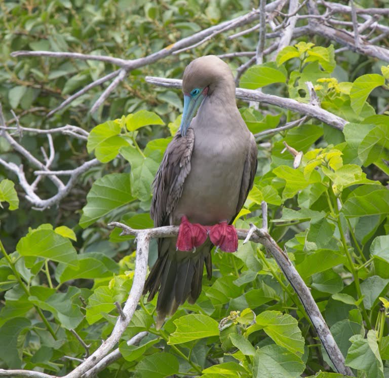 Red-footed Booby