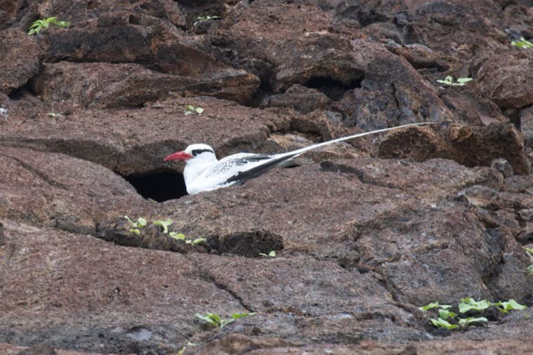 Red-billed Tropicbird