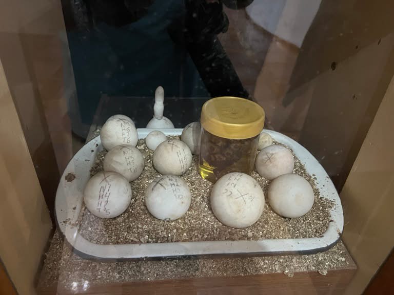 Tortise Eggs