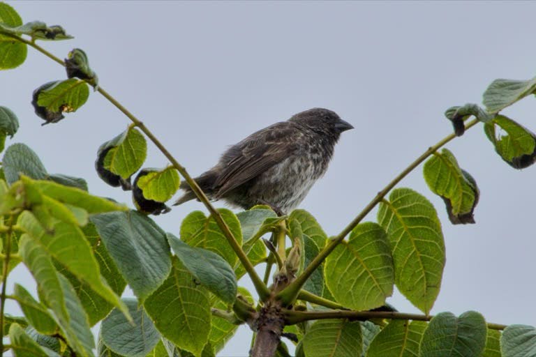 Small Ground-Finch