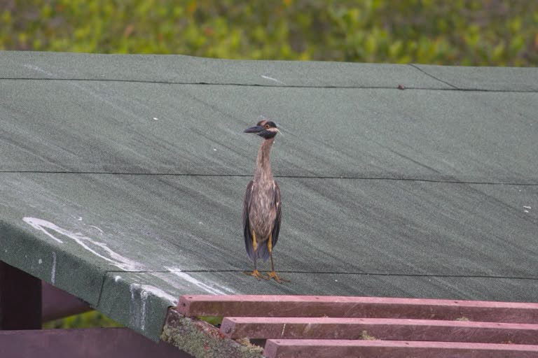 Yellow-crowned Night Heron