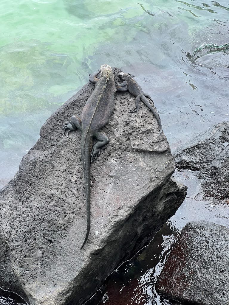 Marine Iguanas