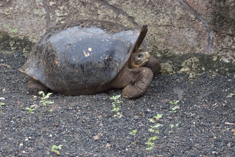 Saddleback Tortise