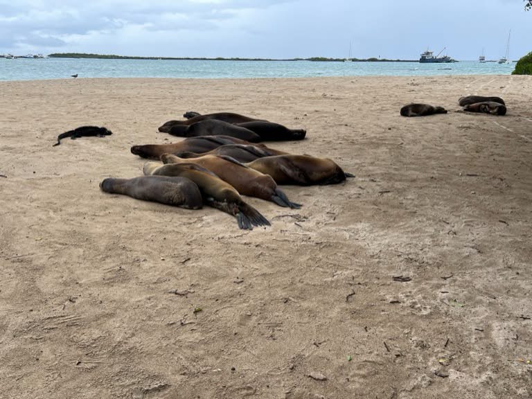 sleeping Sea Lions