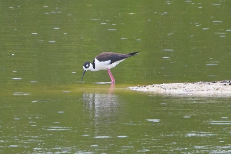 Black-necked Stilt