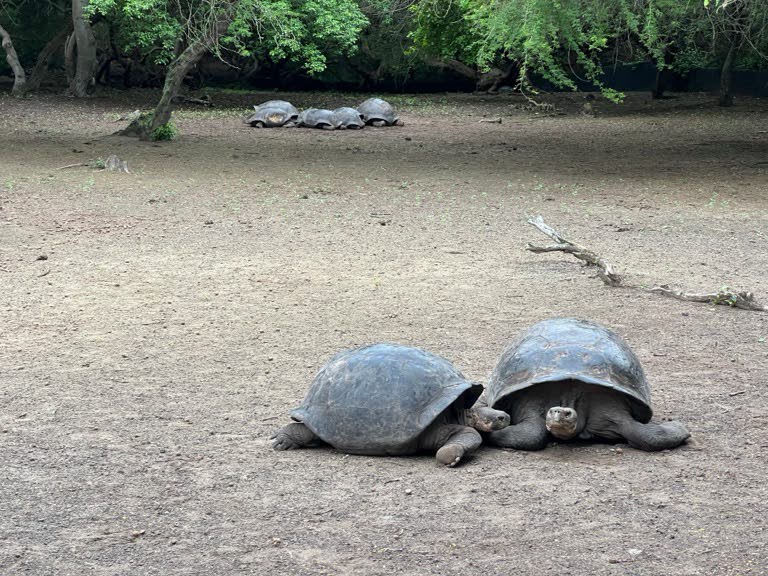 Galapagos Tortise