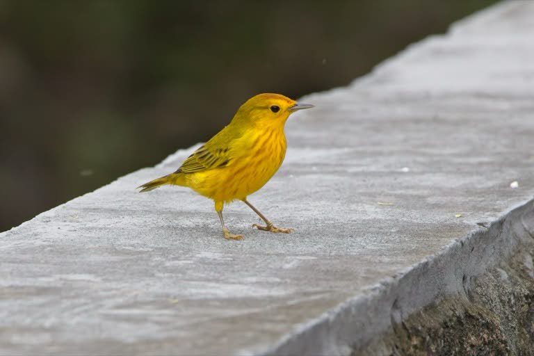 Mangrove Yellow Warbler