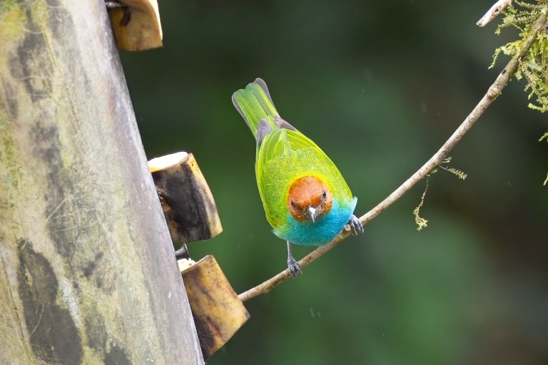 Bay-headed Tanager