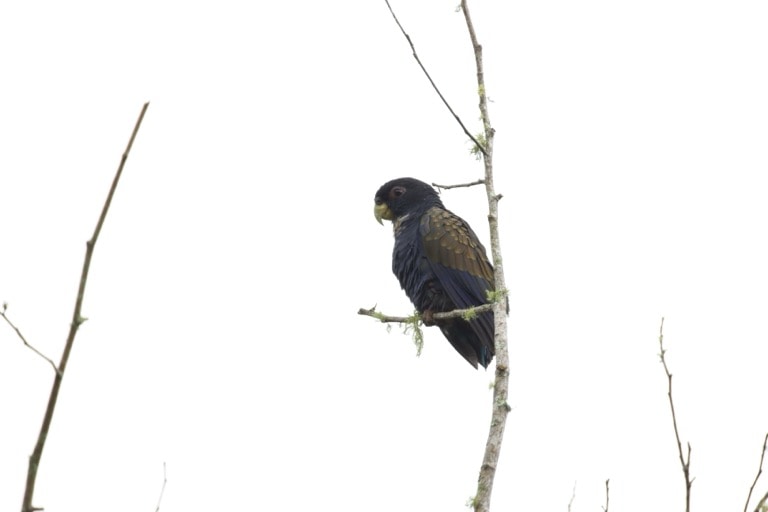 Bronze-winged Parrots