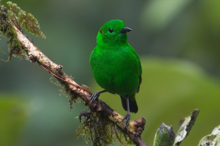 Glistening-green Tanager