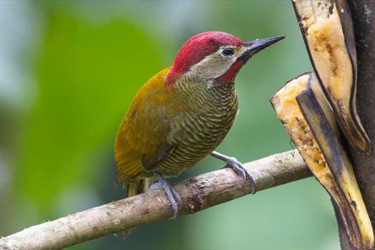 Golden-olive Woodpecker