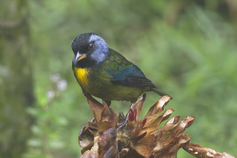 Moss-backed Tanager