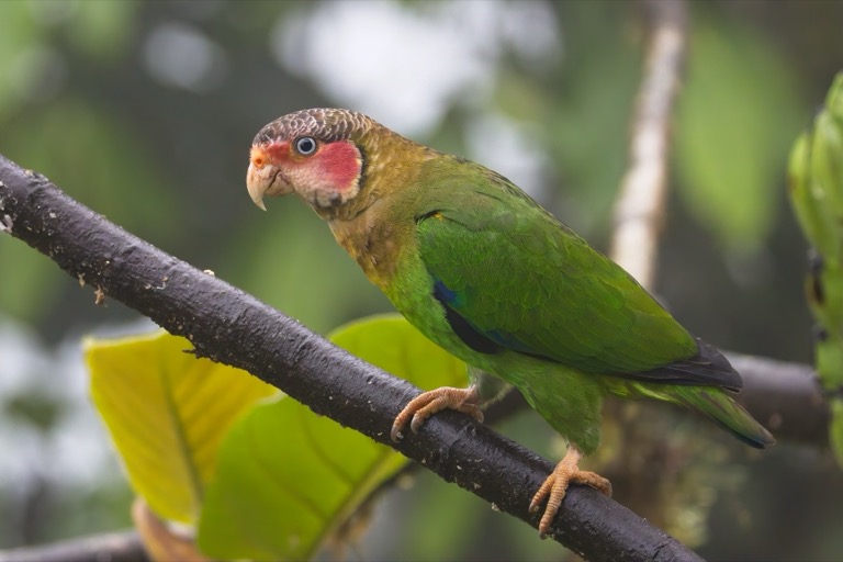 Rose-Faced Parrot