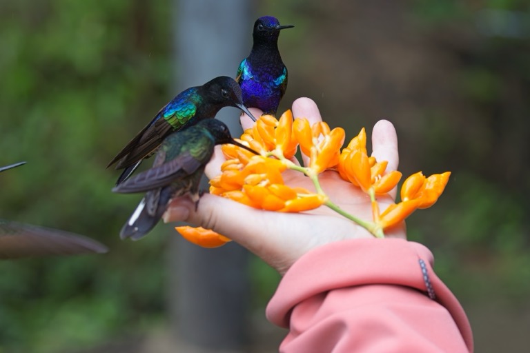 Velvet-purple Coronets on Donna&rsquo;s hand