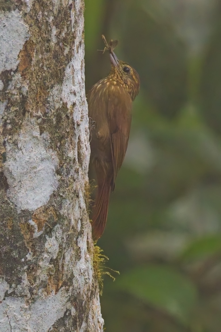 Wedge-billed Woodcreeper