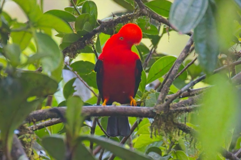 Andean Cock-of-the-Rock