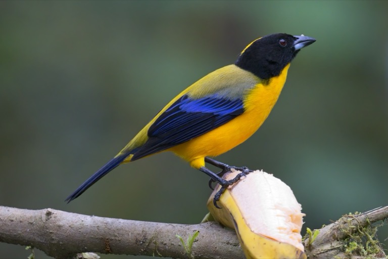 Black-chinned Mountain Tanager