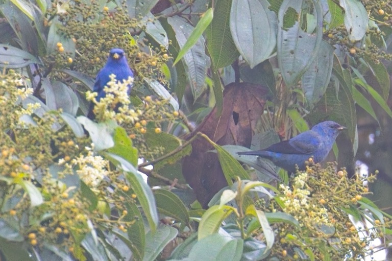 Blue and Black Tanager