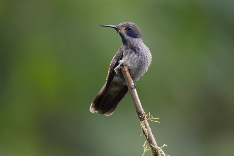 Brown Violetear