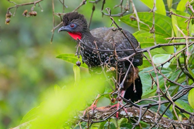 Crested Guan