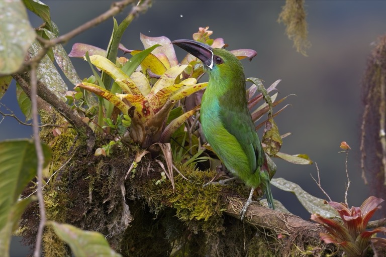 Crimson-rumped Toucanet