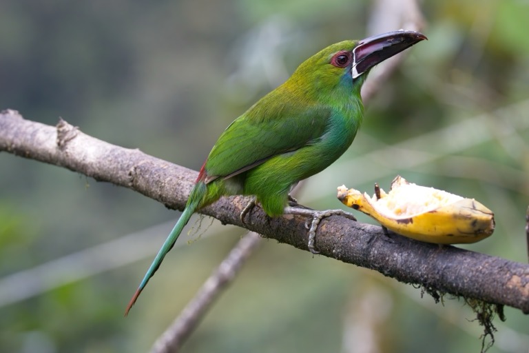 Crimson-rumped Toucanet