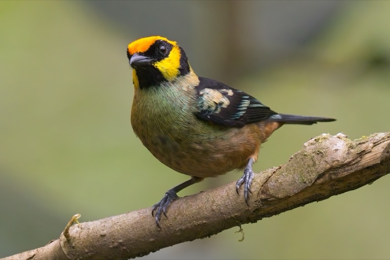 Flame-faced Tanager