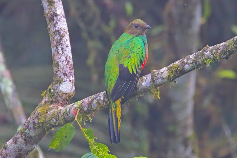Golden-headed Quetzal
