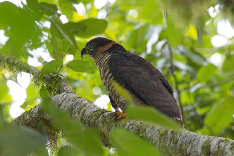 Hook-billed Kite